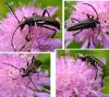 Leptura aethiops